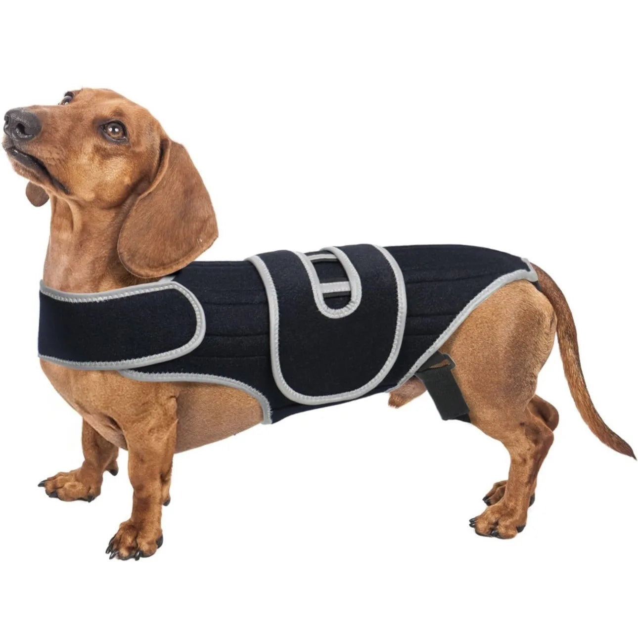 Dog Back Brace Support