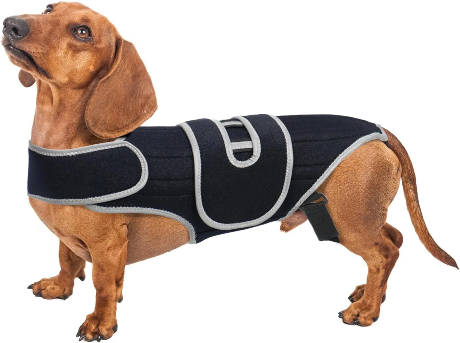 Dog Back Brace Support